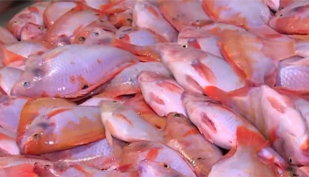 Tilapia roja.png