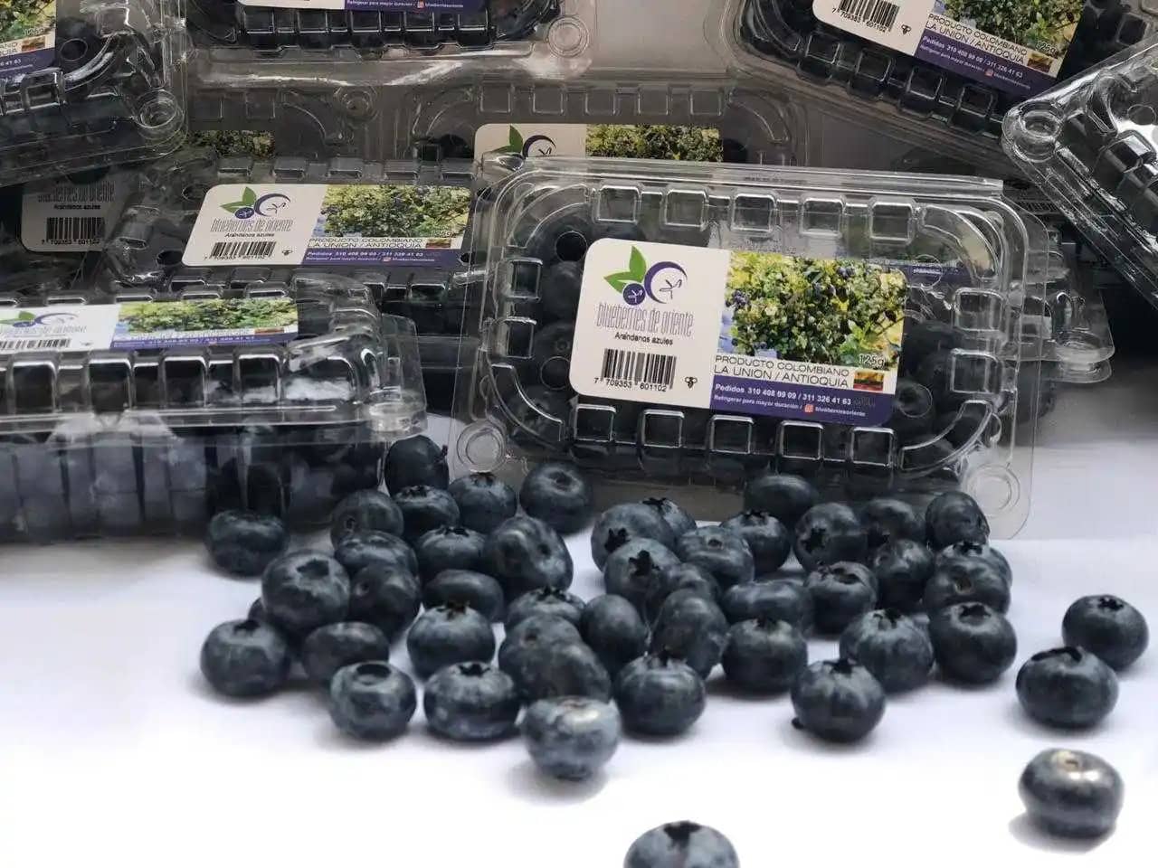 Venta de Arándanos azules Blueberries de Oriente