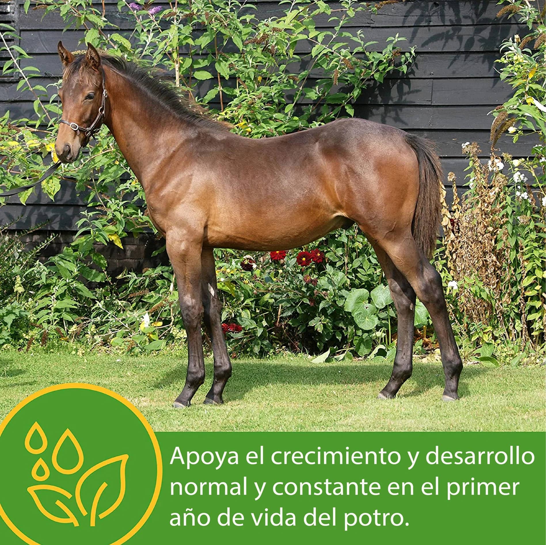 GROW COLT – Vitaminas y minerales para potros en desarrollo