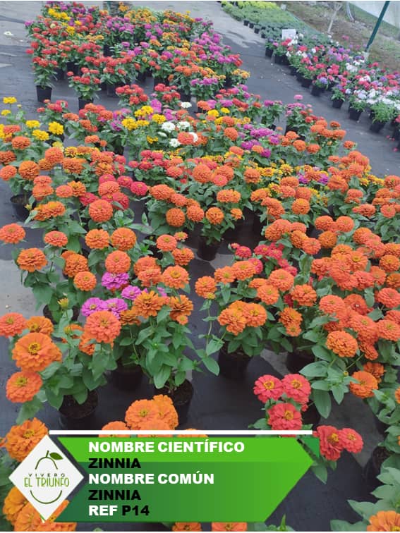 Plántula de Zinnia