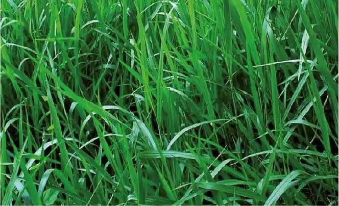 Semilla De Brachiaria Decumbens x 1 Kg