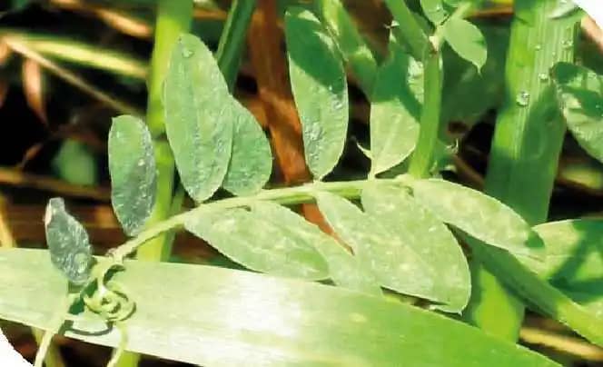 Semilla de Vicia Atropurpurea x 1 Kg