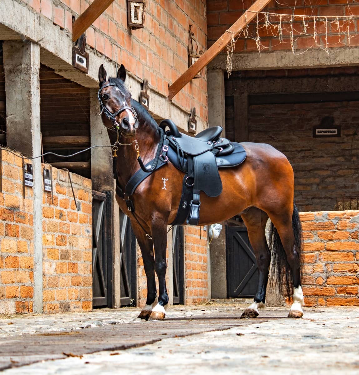 Tereque Tronador cabalgata MESACÉ Negro