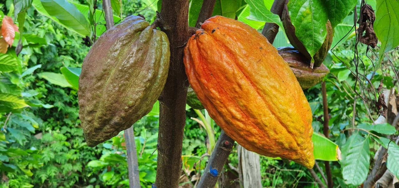 Cacao Criollo Aromático 