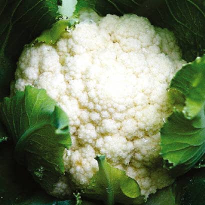 Semilla de Coliflor Snowball sbe x 7 gr