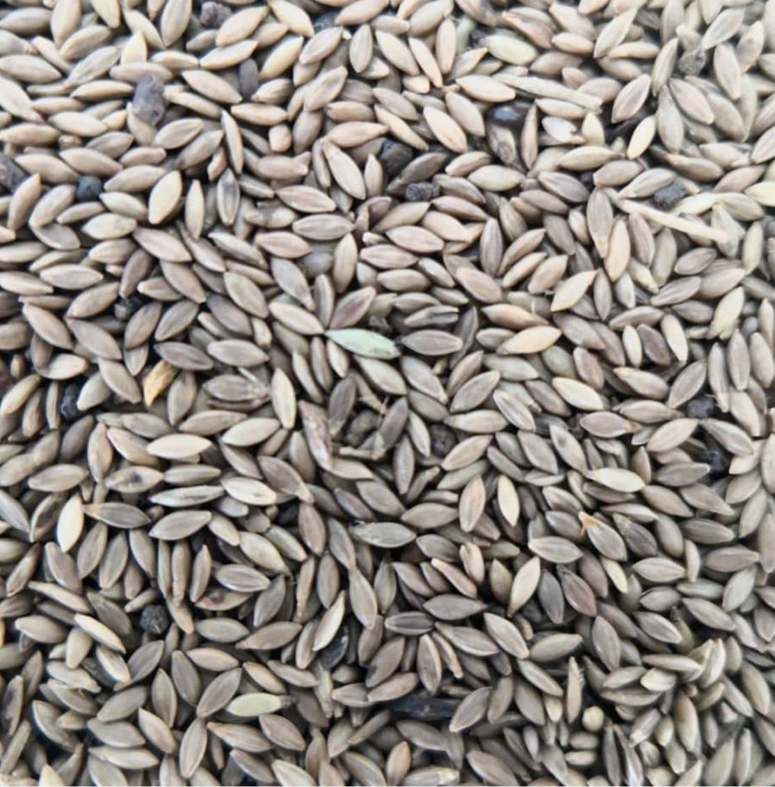 Semilla de pasto Panicum Mombaza – Pureza 90,2% – VC 76% – Importada de Brasil