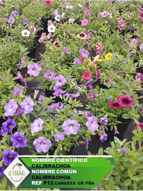 Plántula de Calibrachoa