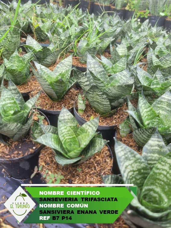 Plántula de Sansiviera Enana - Verde