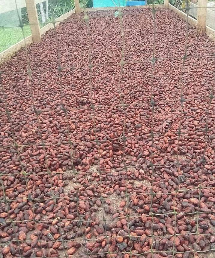 Cacao Criollo Orgánico de Alta Calidad | Cultivo Natural y Sostenible
