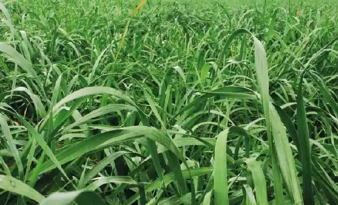 Semilla De Rye Grass Anual Magnum x 50 Lb