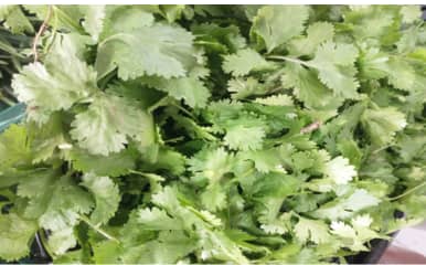 Cilantro