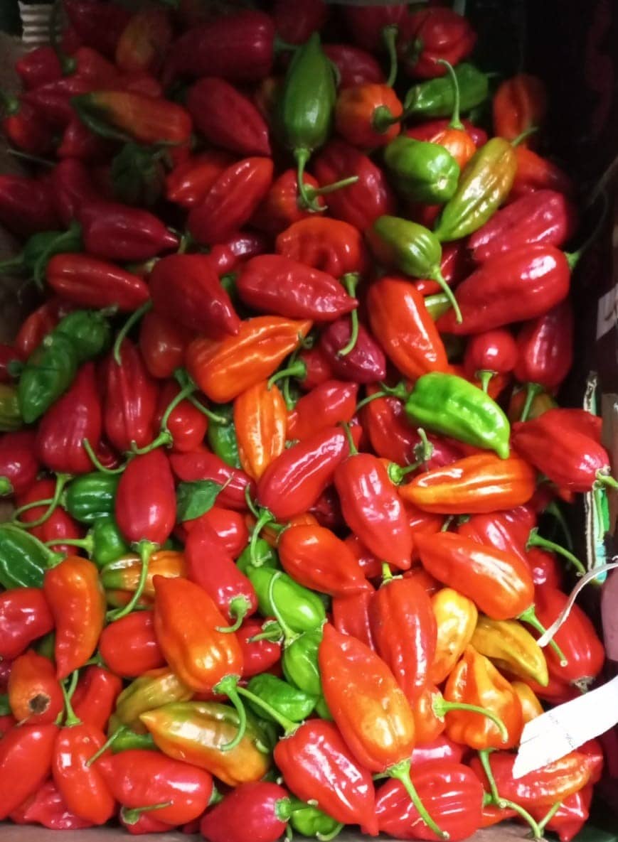Ají Dulce al por Mayor | Gran Sabor, Sin Picante y Precio por Kilogramo