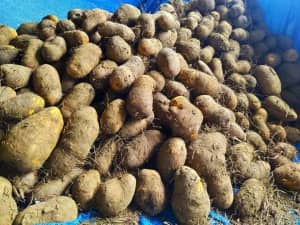 Ñame criollo
