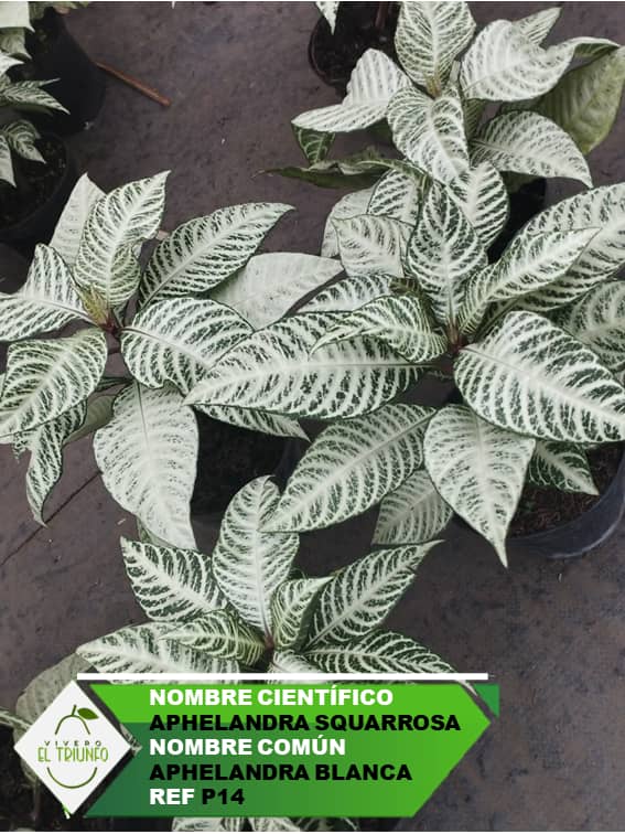 Plántula de Aphelandra Blanca
