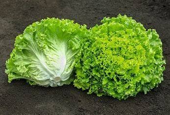 Lechuga Batavia