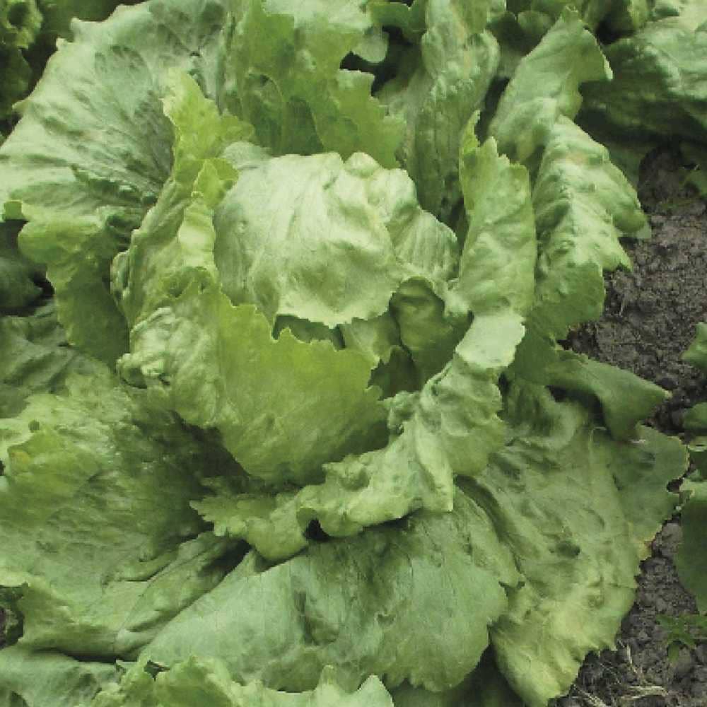 Semilla de lechuga Altamira