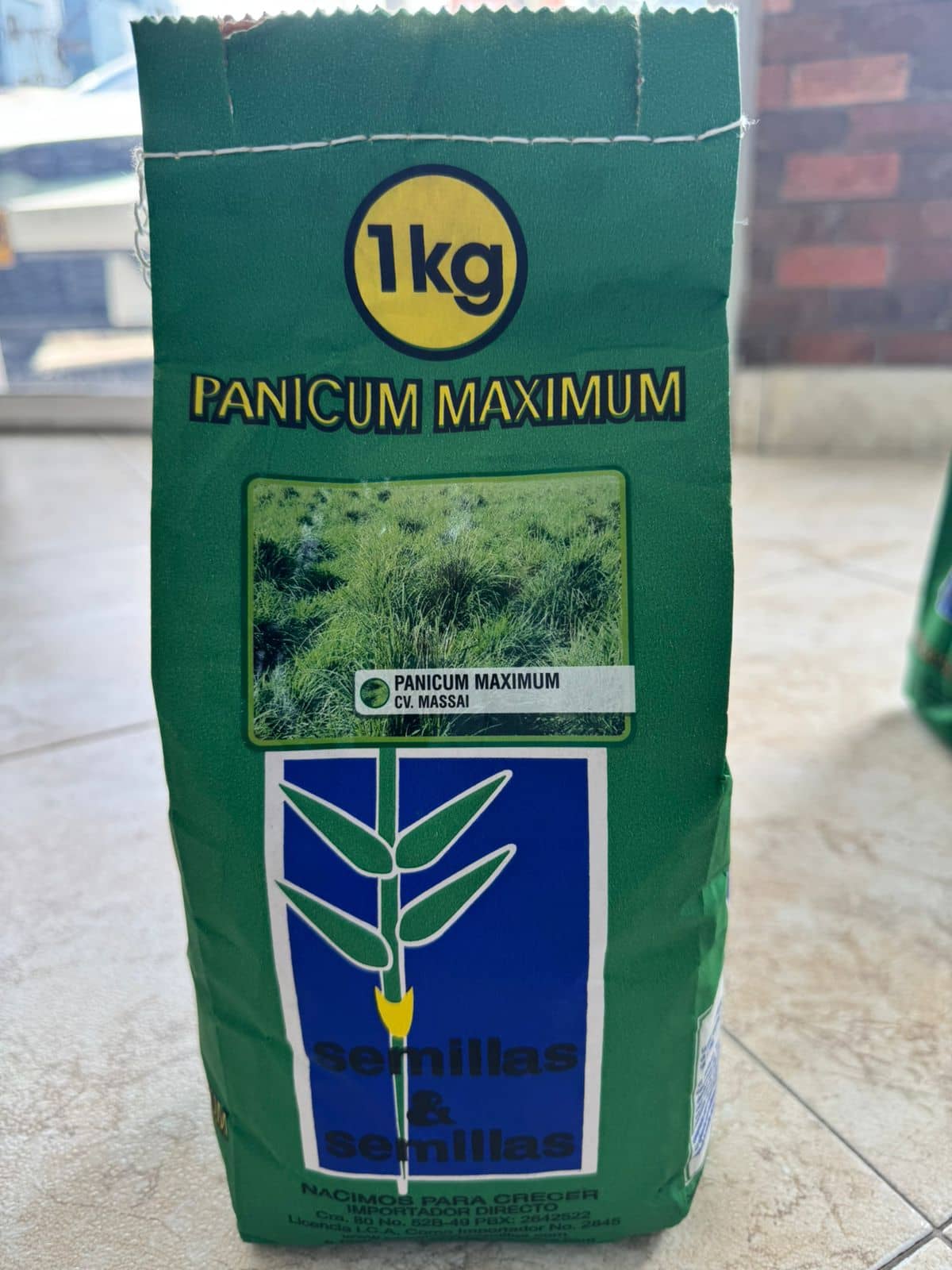 Semilla Pasto Massai 1 Kg | Panicum máximo forrajero