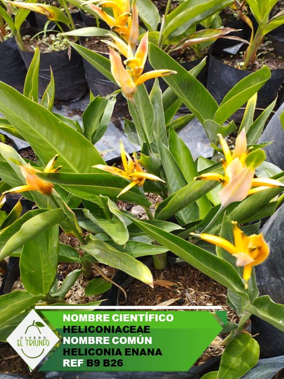 Plántula de Heliconia Enana