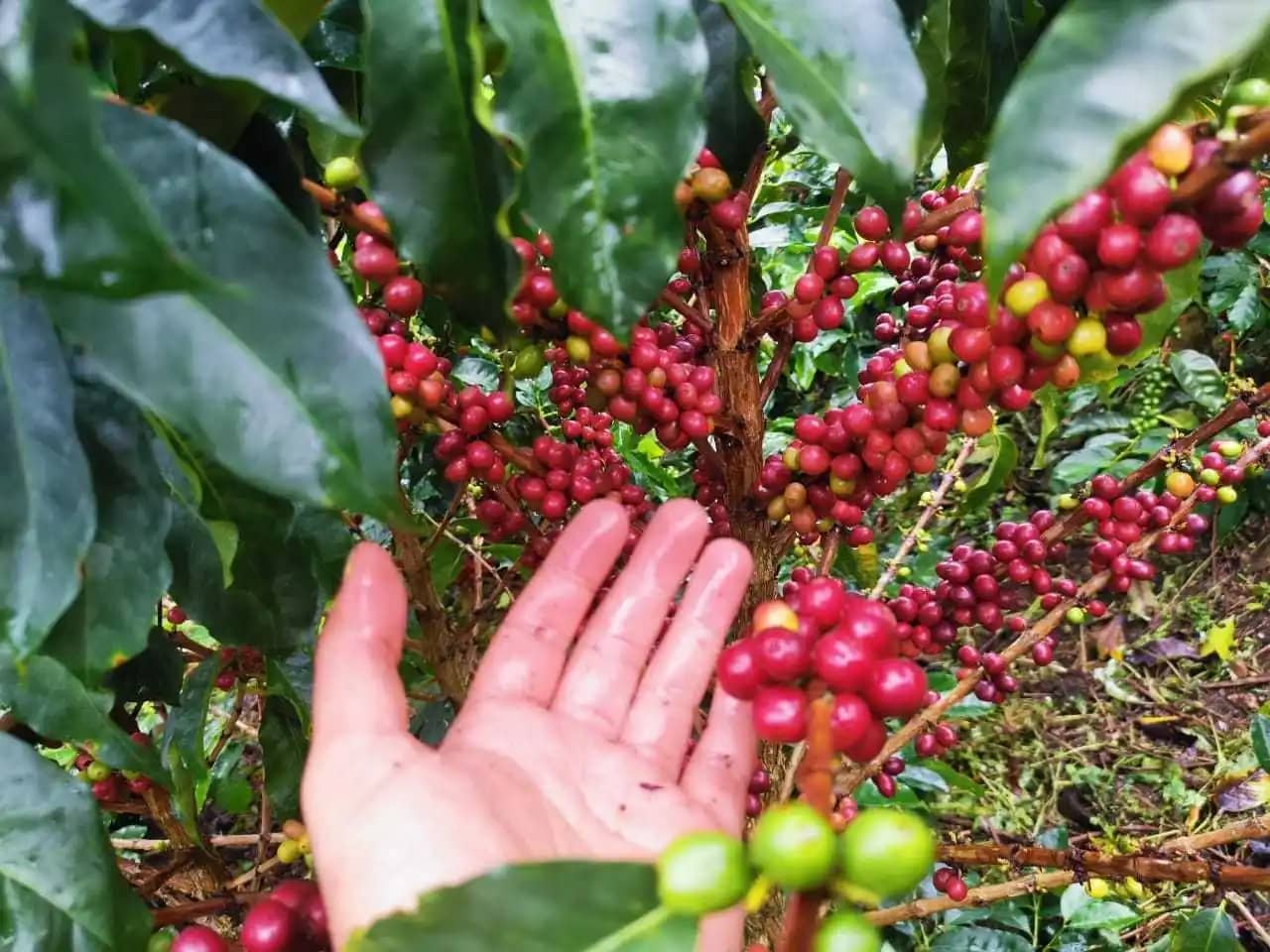 Cerezas de café en el arbol.jpg