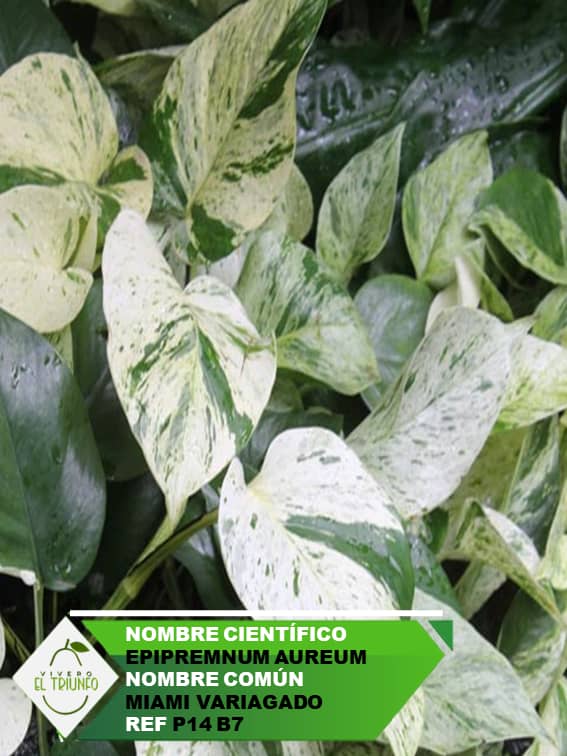 Plántula de Miami Variagado - Blanco
