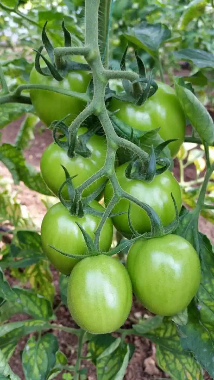 Venta de tomate Apagrijar Cajas X 1 Kg