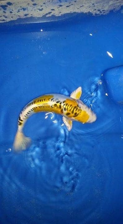 Carpa Dorada