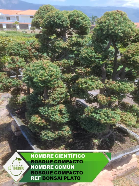 Plántula de Bosque Compacto - Bonsai
