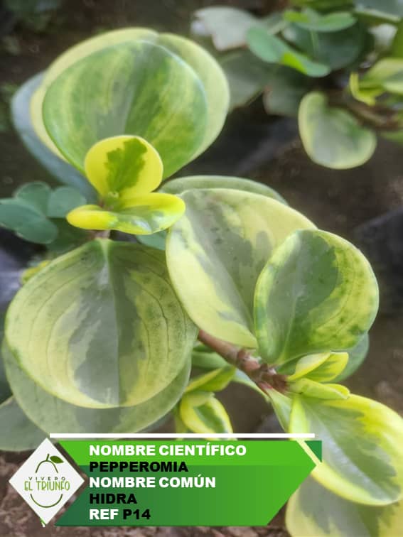 Plántula de Hidra - Peperomia