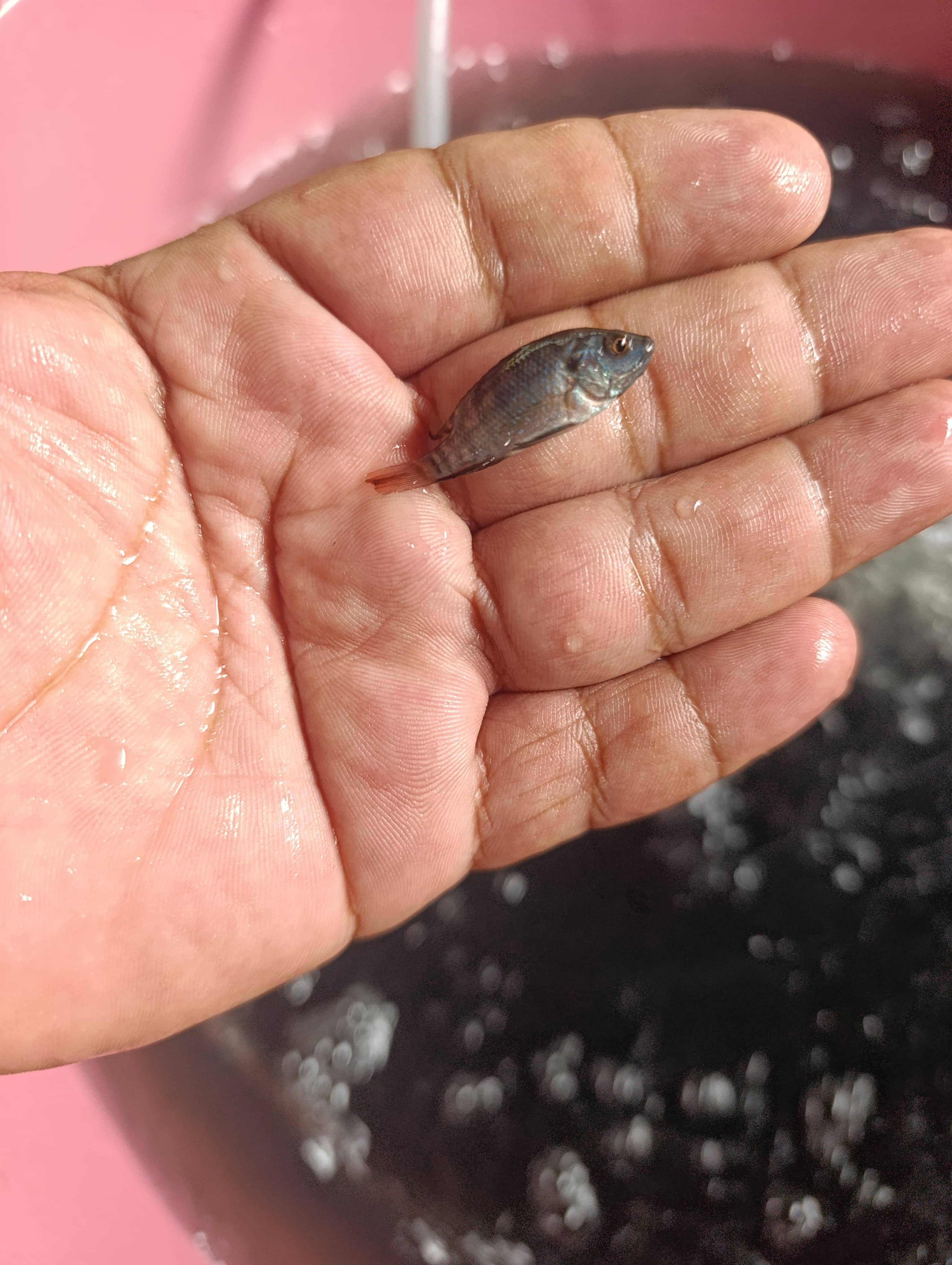 Alevinos de Tilapia Negra x Unidad – Alta Calidad Genética