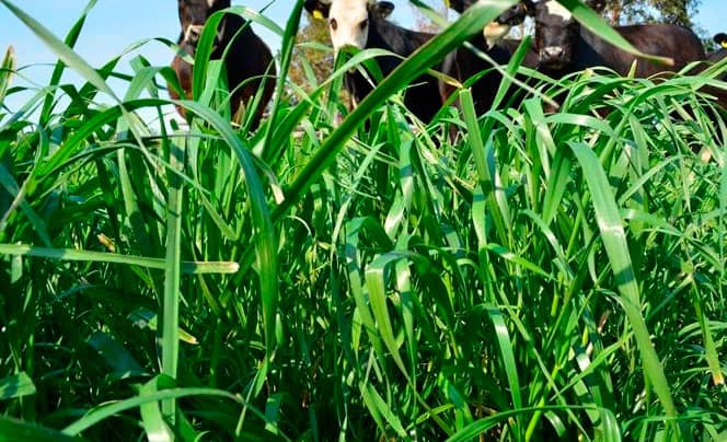 RYE GRASS  ANUAL JIVET