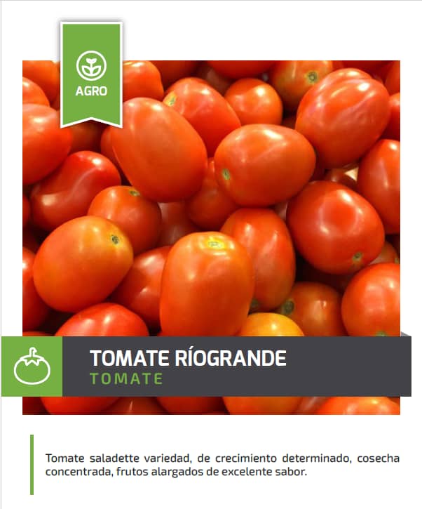 Semilla Tomate Río Grande 454g – Productividad y resistencia
