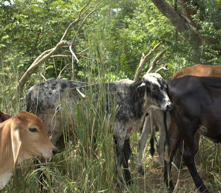 Captura de pantalla 2024-12-19 163822.png