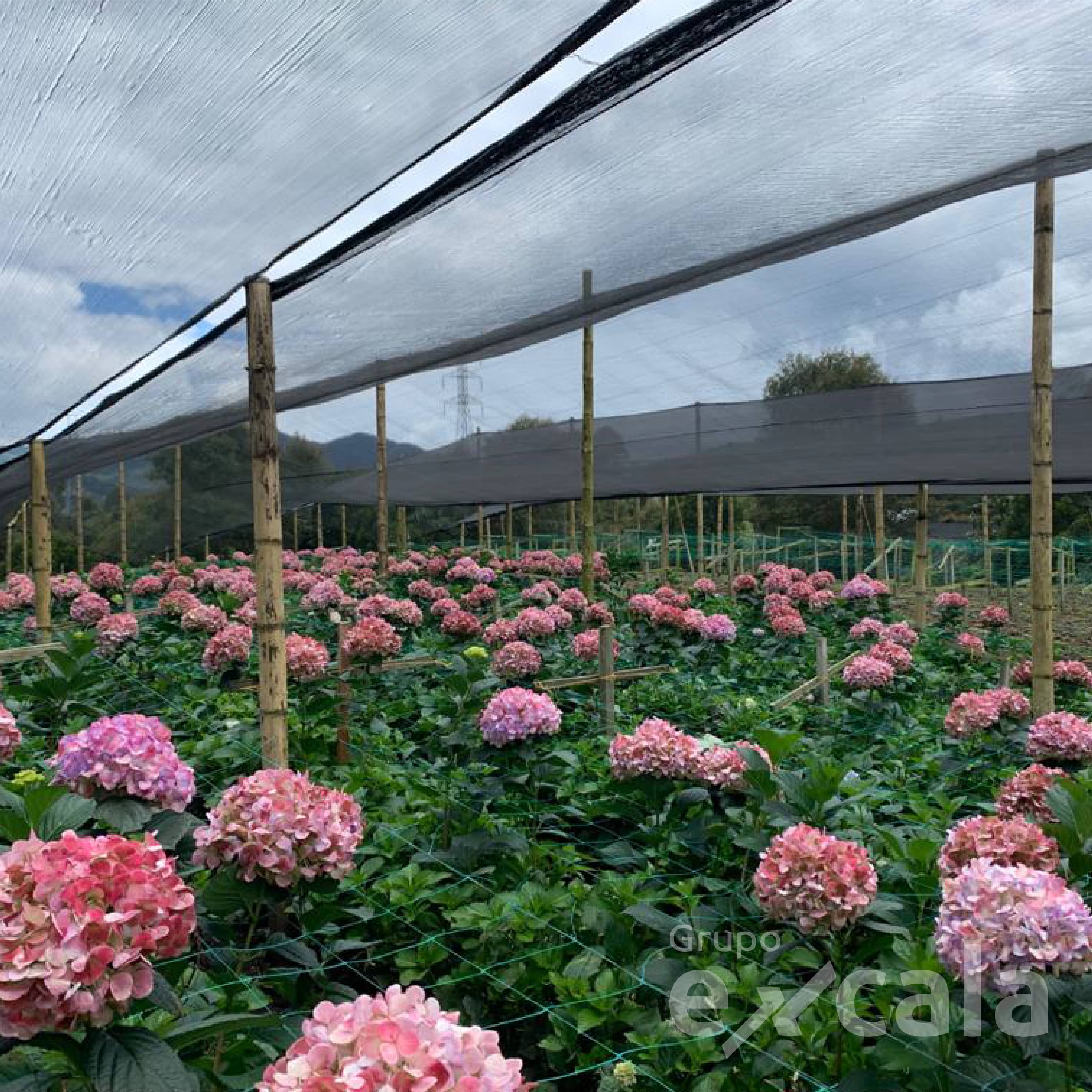 Tela Sombrío 70% Excala 3m x100m UV2 Plano/Plano