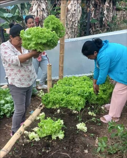Lechuga Crespa (unidad)