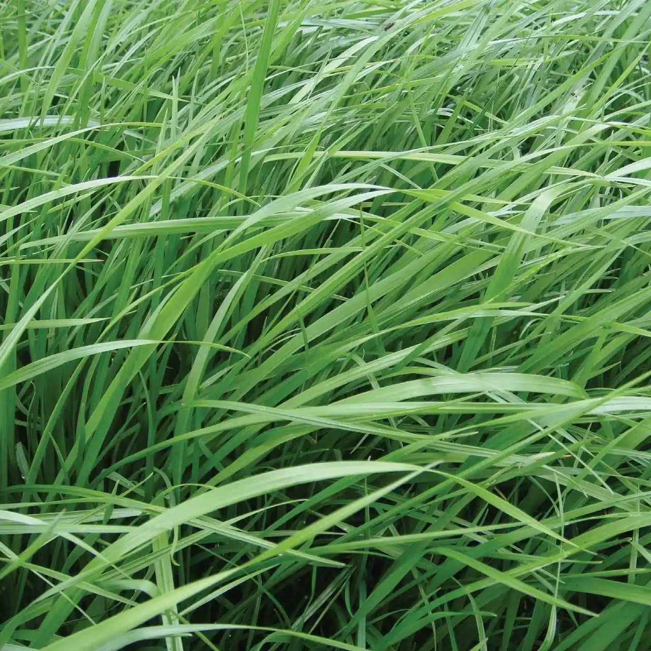 Ryegrass Bartrento - Semillas de forraje