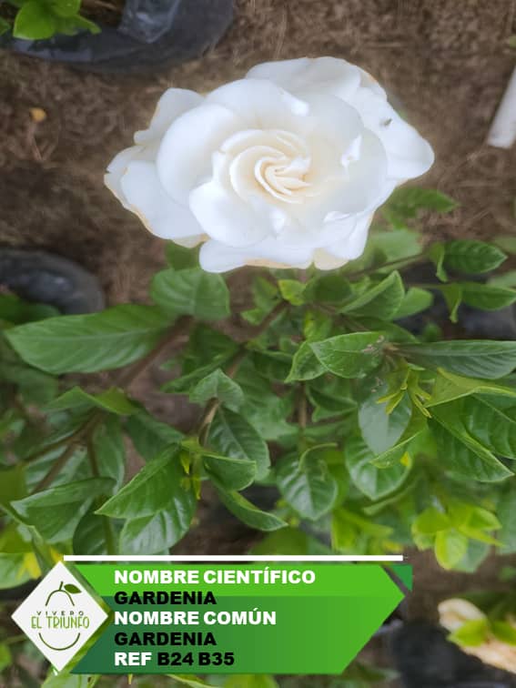 Plántula de Gardenias