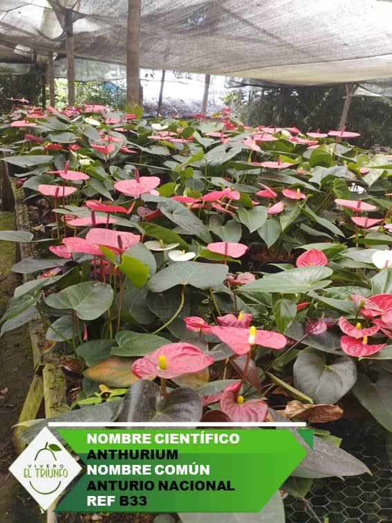 Plántula de Anturio Nacional