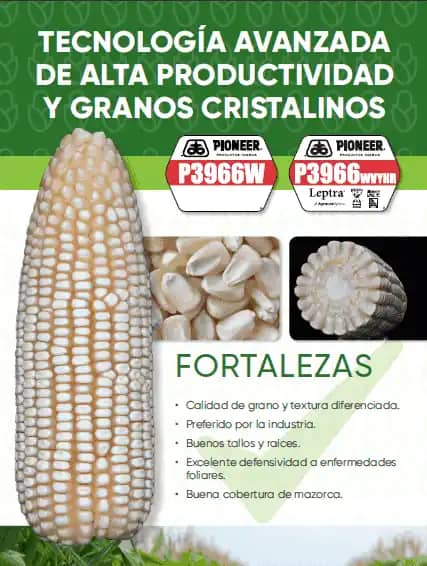 Semilla de maíz blanco - P3966 WVYHR (Leptra)