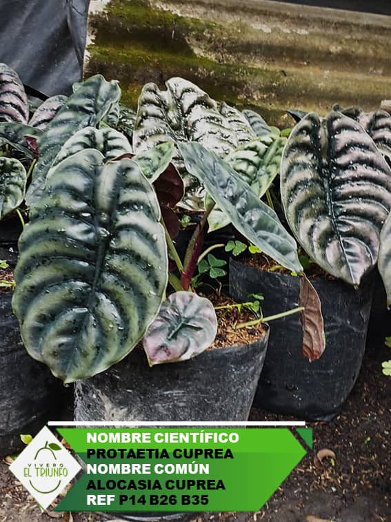 Plántula de Alocasia Cuprea
