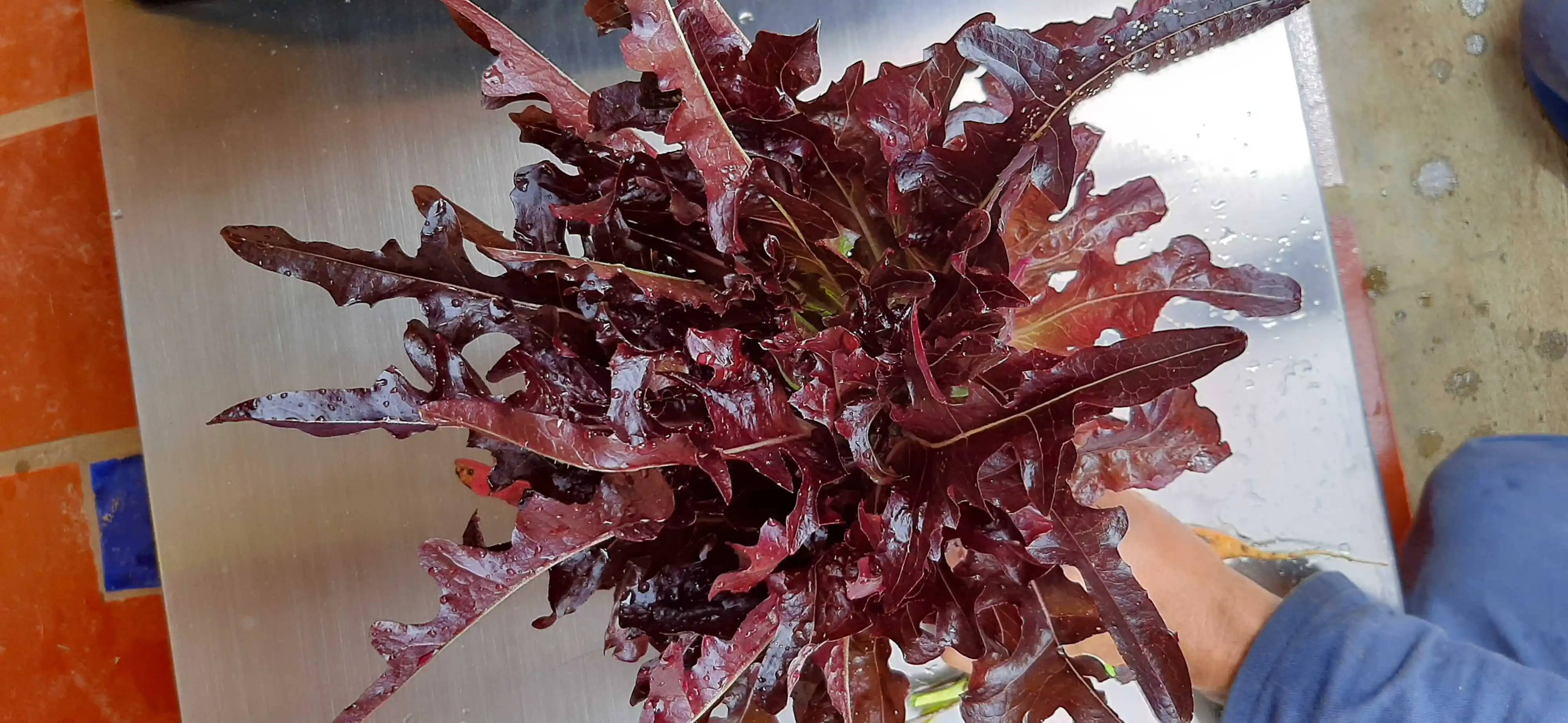 Lechuga Red Salad de producción Agroecológica