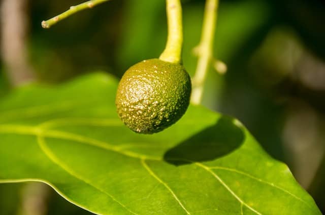 Kit 1 Corpoavocado - Oriente