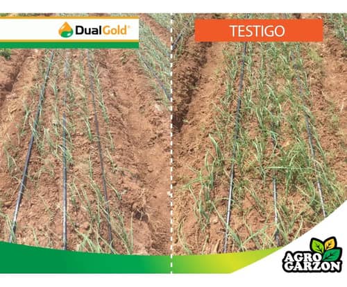 Herbicida Dual® Gold 960 EC 1L | Control Eficaz de Malezas | Croper