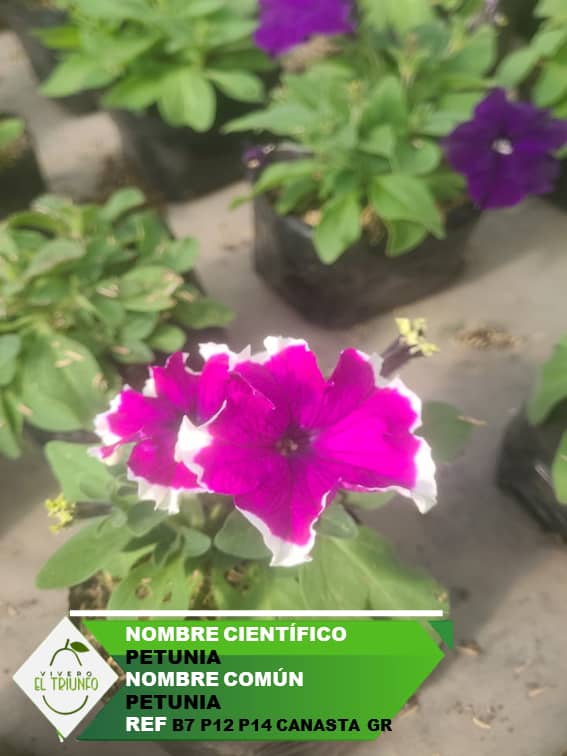Plántula de Petunia - Largavida