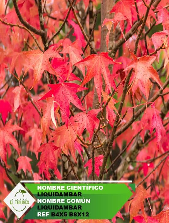 Plántula de Liquidambar