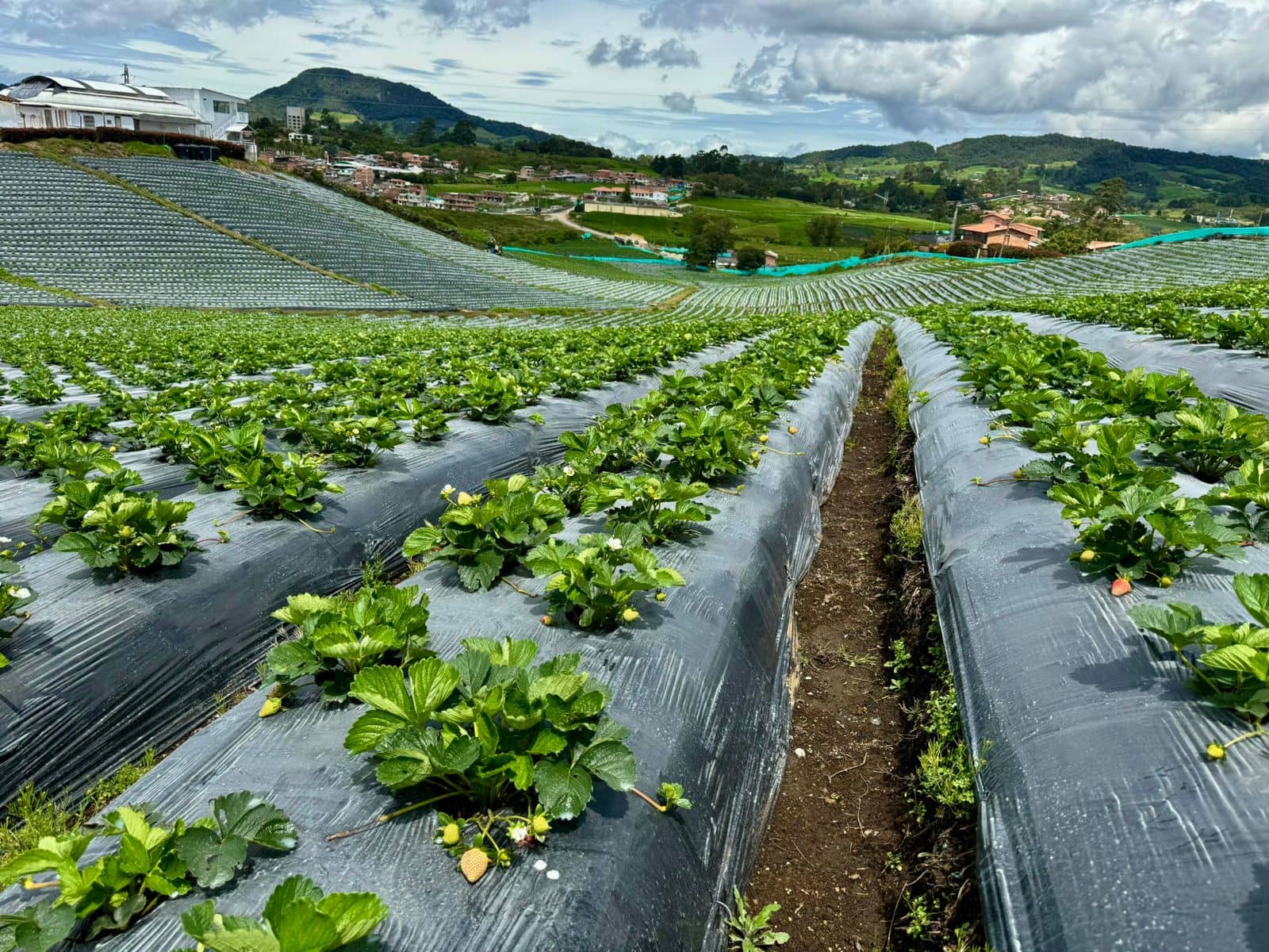 Plástico AgromulchX para Fresa | Cultivo eficiente y protección agrícola
