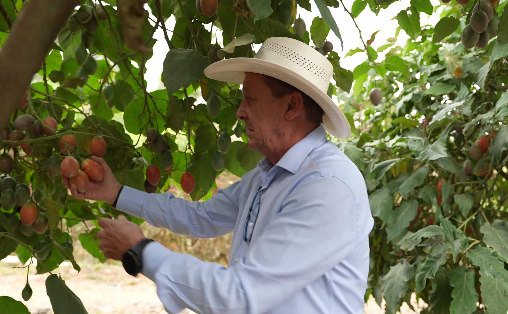Árbol con producción de tomate de árbol.png