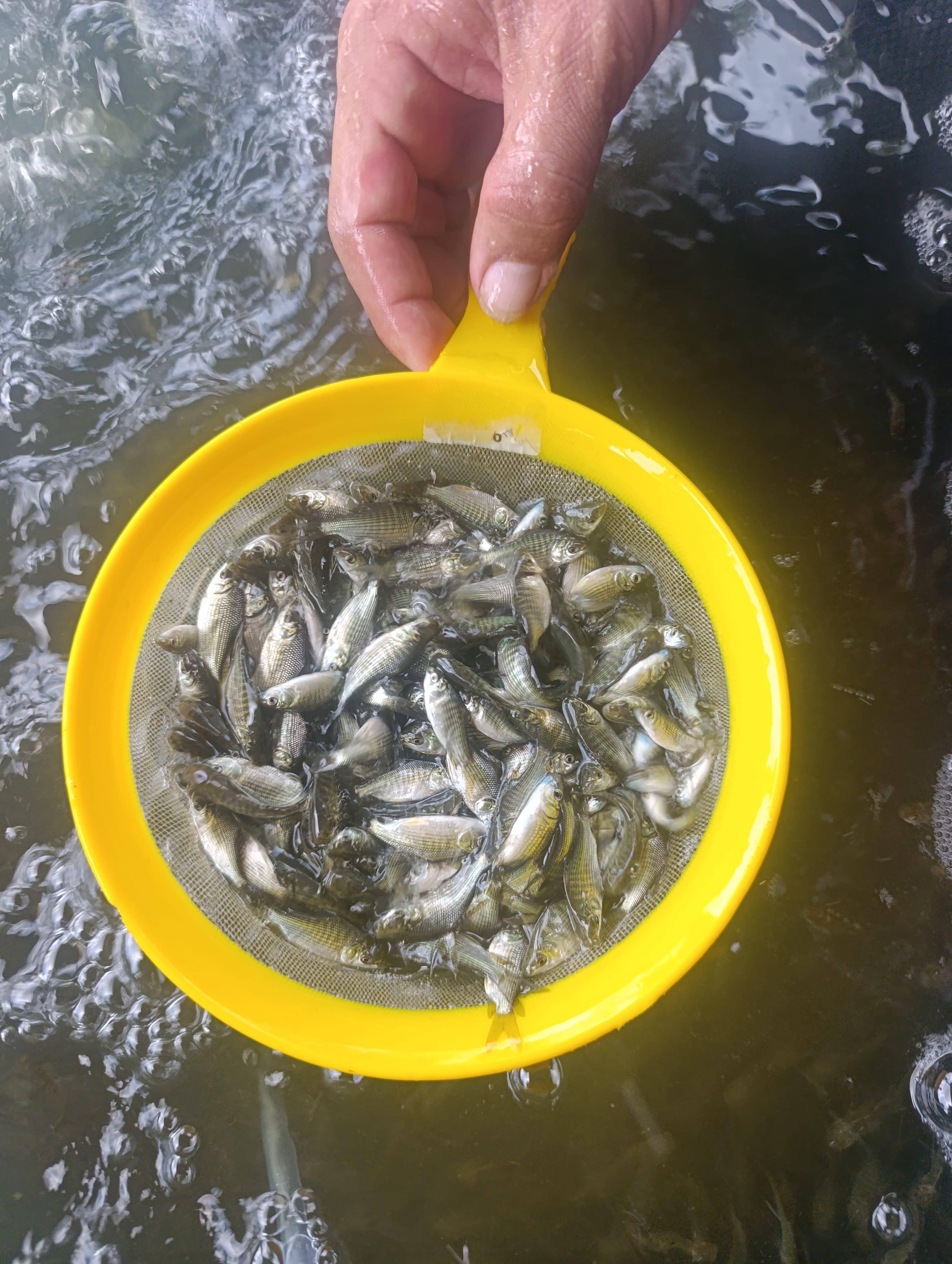 Alevinos de Tilapia Negra x Unidad – Alta Calidad Genética