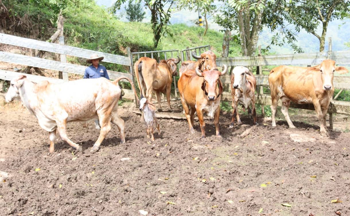 Animales cowboys.png