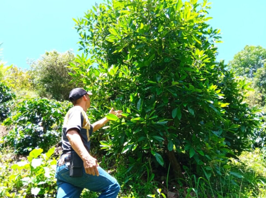 Cultivo de Aguacate Asogrupe.png