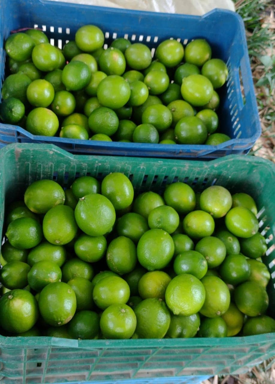 Venta de Limón Tahití en Canastillas por 10 Kg